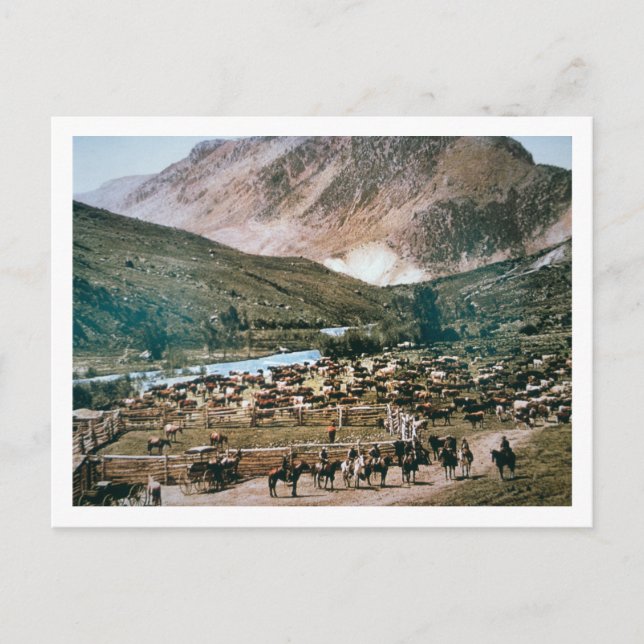 Cattle Ranch, Colorado, 1899 (foto) Vykort (Framsida)