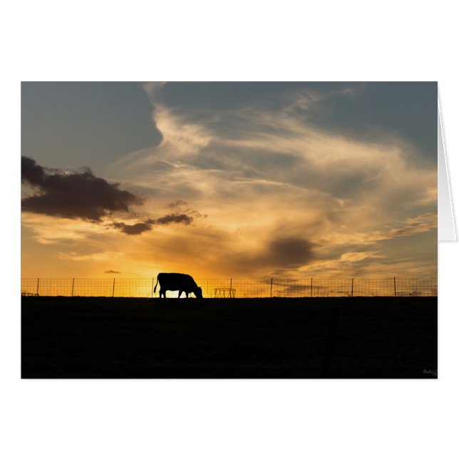 Cattle Sunset Silhouette OBS Kort (Framsidan Horizontal)