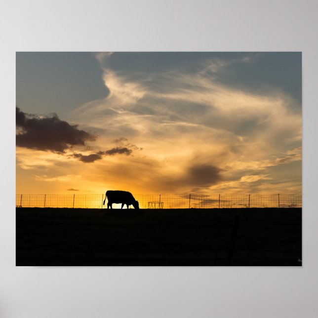 Cattle Sunset Silhouette Poster (Framsidan)