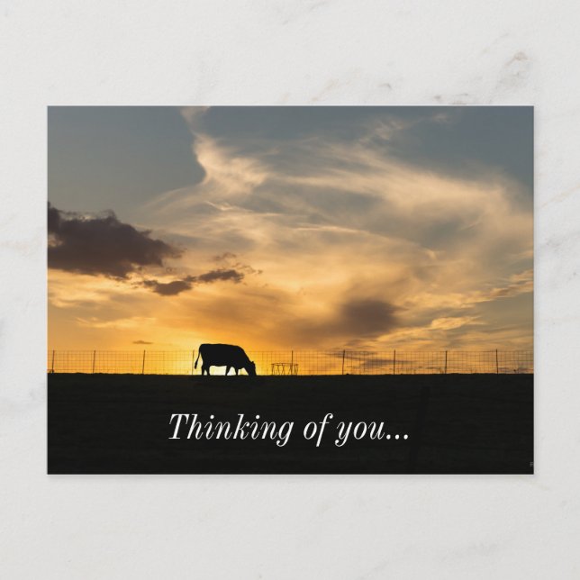 Cattle Sunset Silhouette Vykort (Framsida)