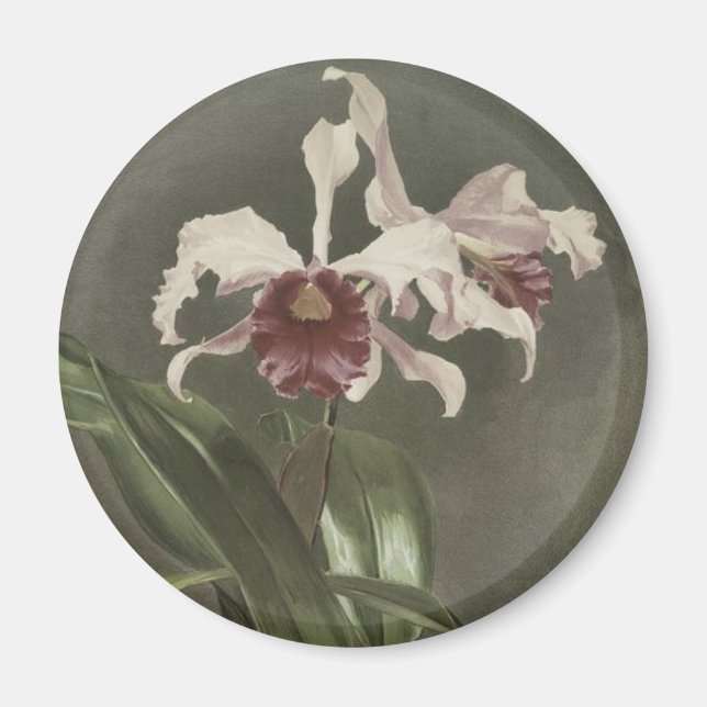 Cattleya Arnoldiana Orchid Magnet (Framsidan)