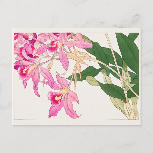 Cattleya av Tanigami Konan Vykort (Framsida)
