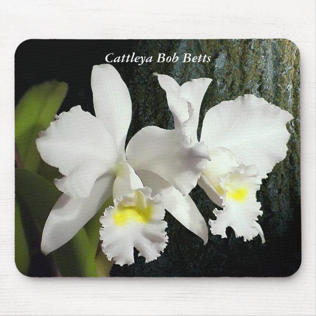 Cattleya egennamn Betts Musmatta (Framsidan)