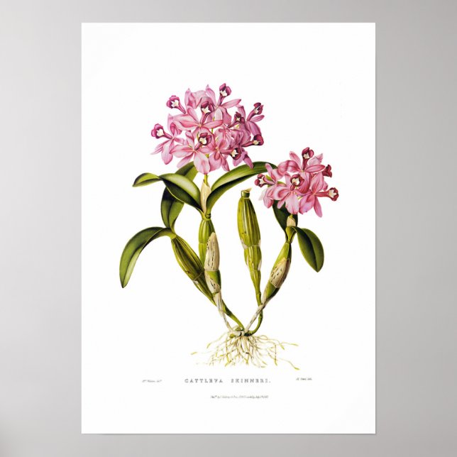 Cattleya fleri av Augusta Innes Withers. Poster (Framsidan)