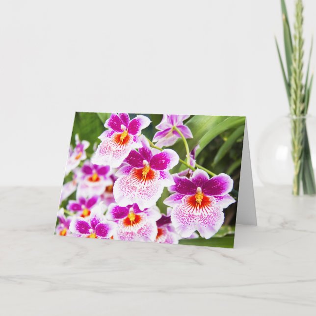 Cattleya Fushia & Vita Orkidéer Grattiskort Kort (Framsida)