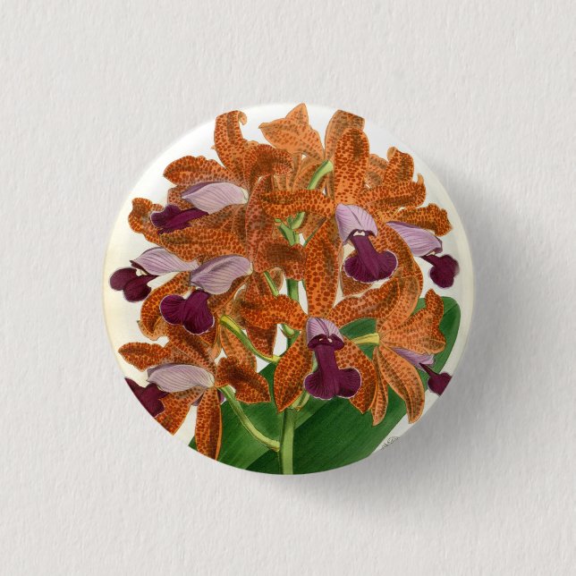 Cattleya Guttata Leopoldii Vintage Lindenia Orchid Knapp (Framsida)