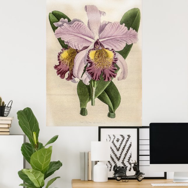 Cattleya Hardyana Orchid Poster (Hemmakontoret)