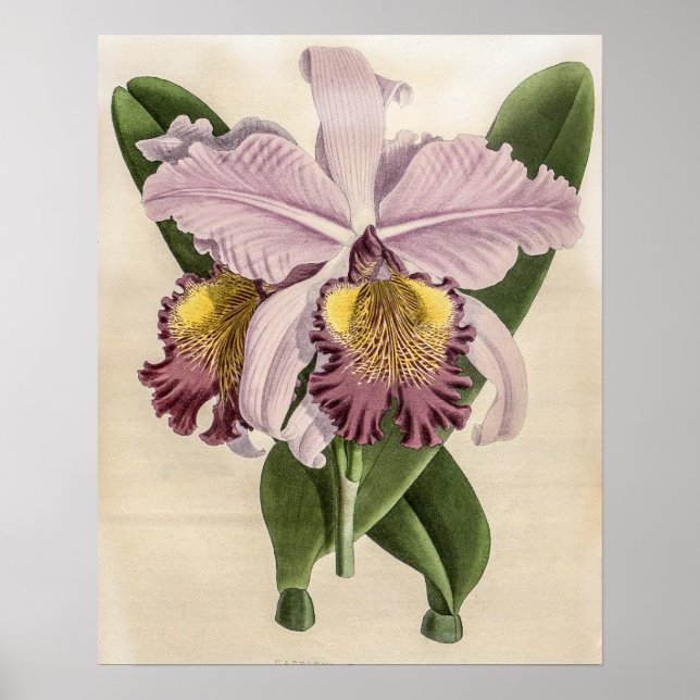 Cattleya Hardyana Orkidé Poster (Framsidan)