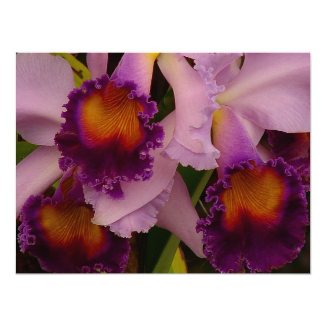 Cattleya Hybrid Orchid Framed Print Fototryck (Framsidan)