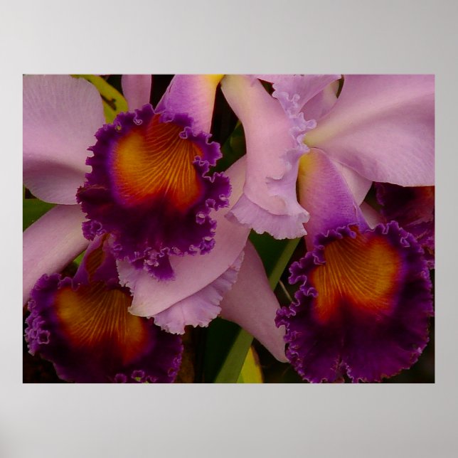 Cattleya Hybrid Orchid Poster (Framsidan)