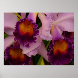 Cattleya Hybrid Orkidé Affisch
