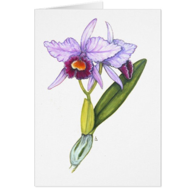 Cattleya labiata hälsningskort (Framsidan)