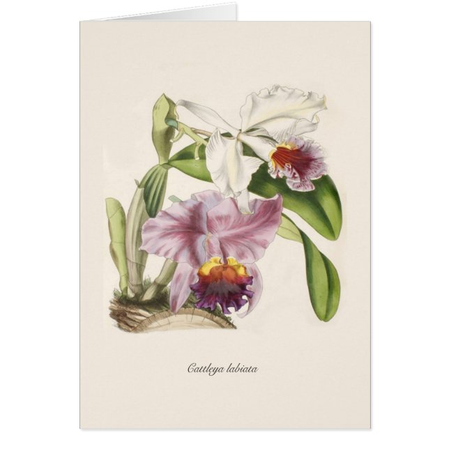 Cattleya labiata hälsningskort (Framsidan)