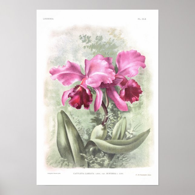 Cattleya labiata poster (Framsidan)