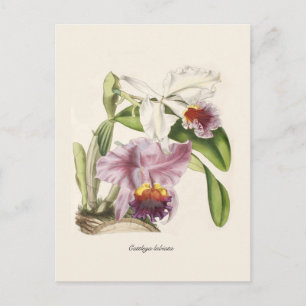 Cattleya labiata vykort