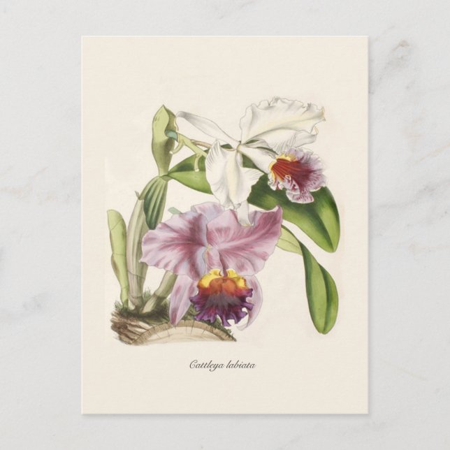 Cattleya labiata vykort (Framsida)