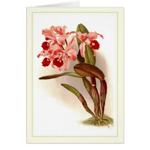 Cattleya lawrenceana hälsningskort