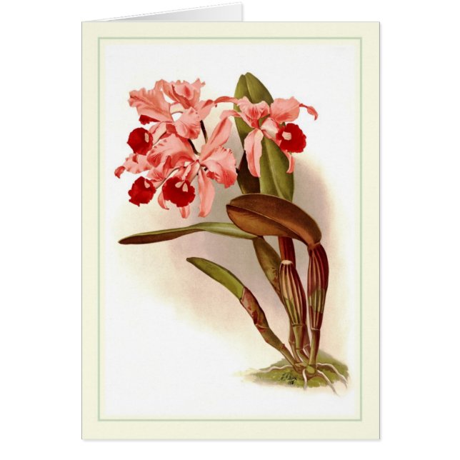 Cattleya lawrenceana hälsningskort (Framsidan)