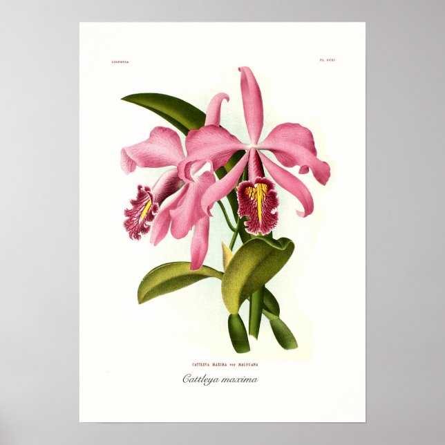 Cattleya maxima poster (Framsidan)