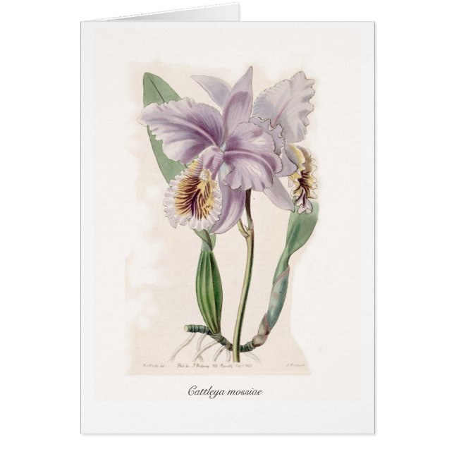 Cattleya mossiae hälsningskort (Framsidan)