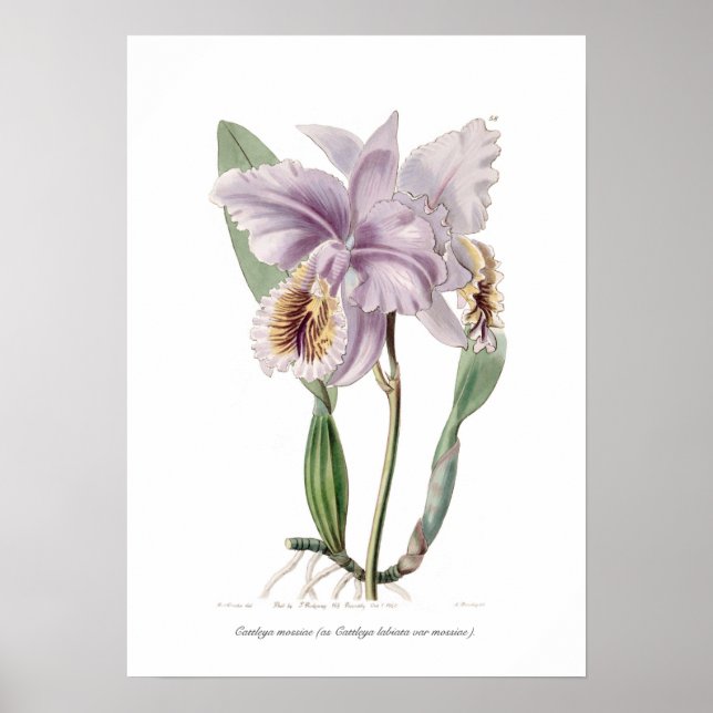 Cattleya mossiae poster (Framsidan)