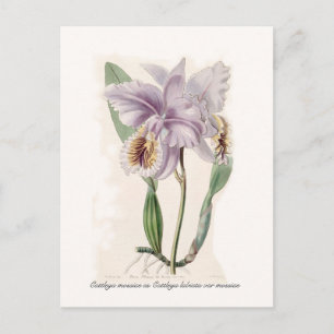 Cattleya mossiae vykort
