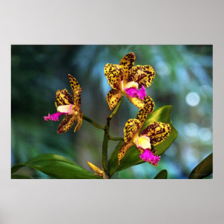Cattleya Orchid Art Poster -60 x 40 - eller mindre