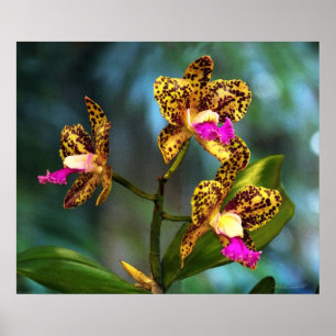 Cattleya Orchid Art Print -24x20 -andra storlekar Poster