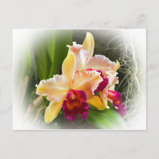 Cattleya Orchid Flower Vykort