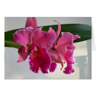 Cattleya Orchid Hälsningskort