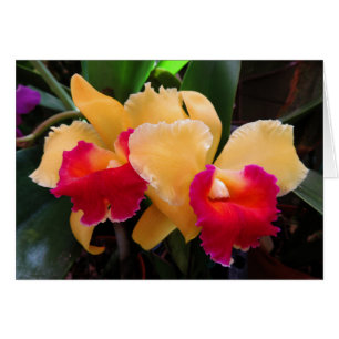 Cattleya Orchid Hälsningskort