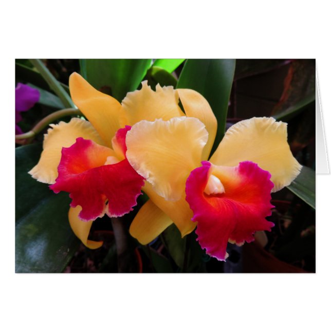 Cattleya Orchid Hälsningskort (Framsidan Horizontal)