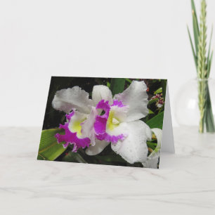 Cattleya Orchid Kort