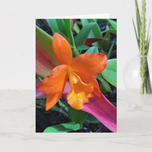 Cattleya Orchid Kort