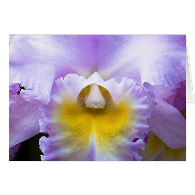 Cattleya Orchid-kort Hälsningskort (Framsidan Horizontal)