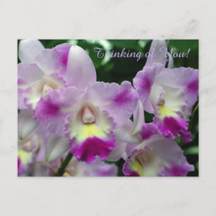 Cattleya Orchid Lila blommor Vykort