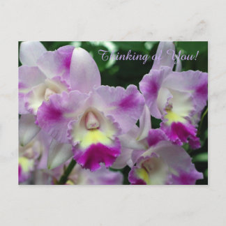 Cattleya Orchid Lila blommor Vykort