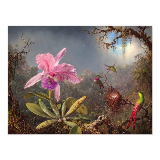 Cattleya Orchid och tre Hummingbird by Heade Fototryck (Framsidan)