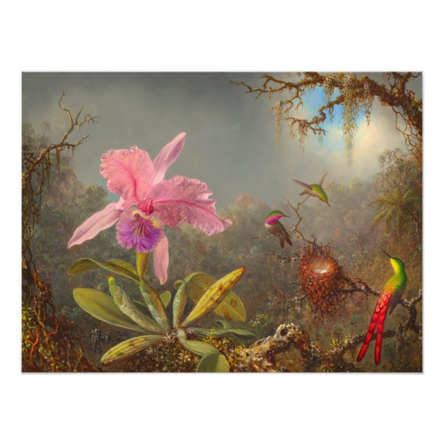 Cattleya Orchid och tre Hummingbird Heade Fototryck (Framsidan)