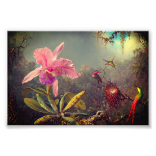 Cattleya Orchid och tre Hummingbird Heade Fototryck
