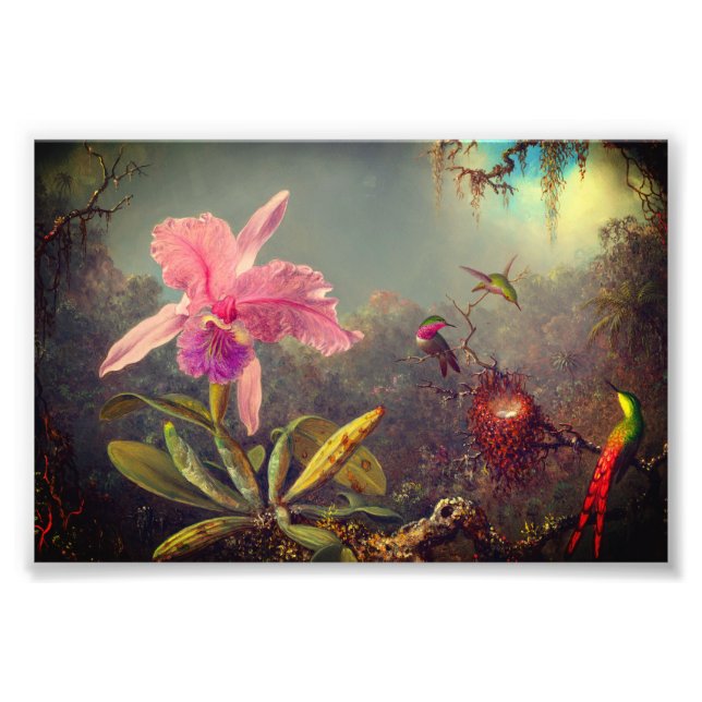Cattleya Orchid och tre Hummingbird Heade Fototryck (Framsidan)
