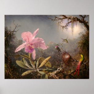 Cattleya Orchid och tre Hummingbird Poster