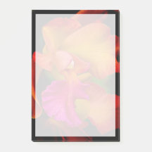 Cattleya Orchid Porträtt