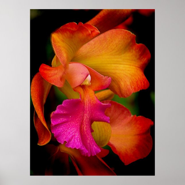 Cattleya Orchid Porträtt Poster (Framsidan)