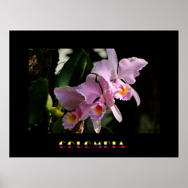 Cattleya Orchid Poster (Framsidan)