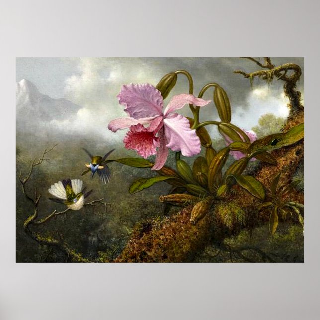 Cattleya Orchid, två Hummingbird och en Beetle Poster (Framsidan)