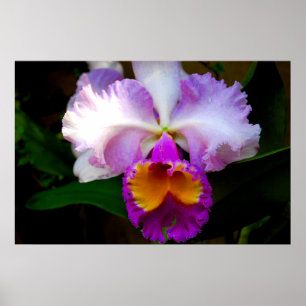 Cattleya Orchid - Vit/Lila/Gult Poster
