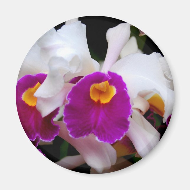 Cattleya Orchid - Vit/Lila Magnet (Framsidan)