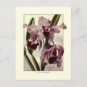 Cattleya orchids vykort