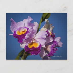 Cattleya Orkidéhybrid med Stilla havet Vykort